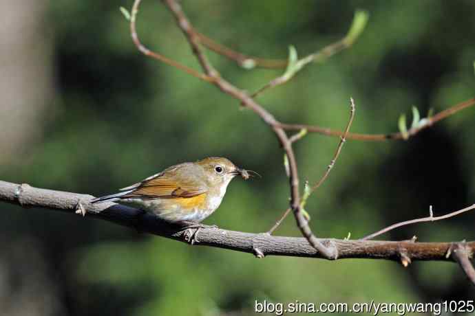 早餐中的雌性红胁蓝尾鸲