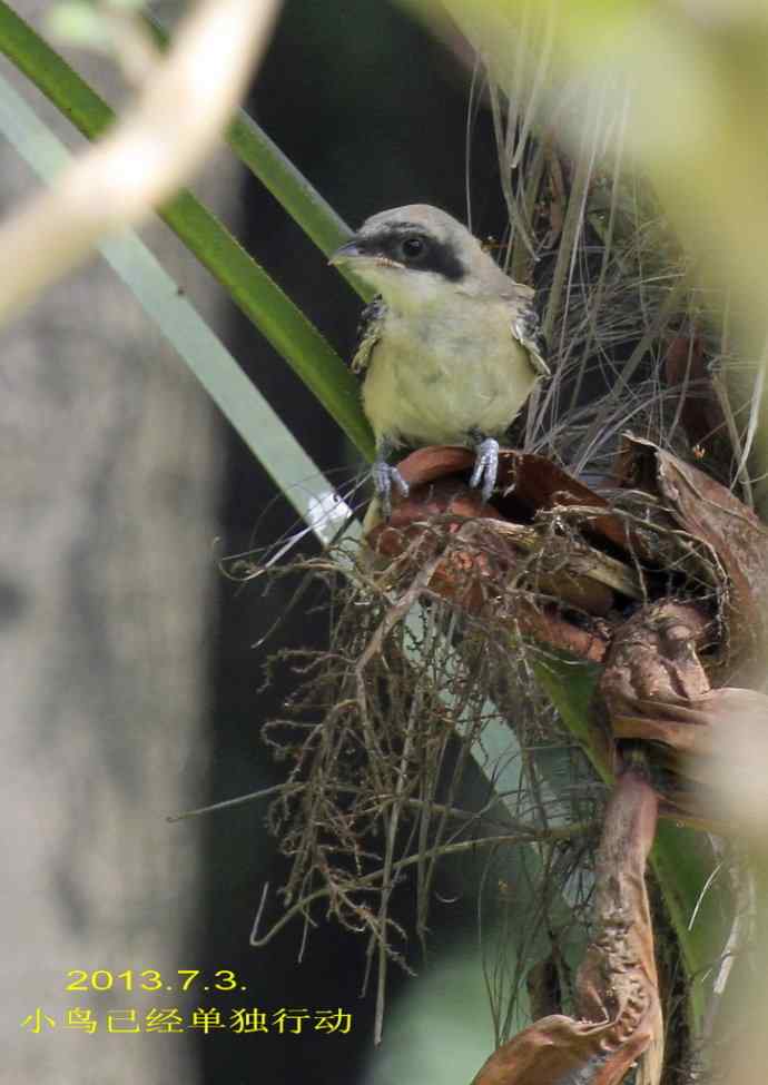 207.小伯劳成长记（3）亲鸟育儿篇