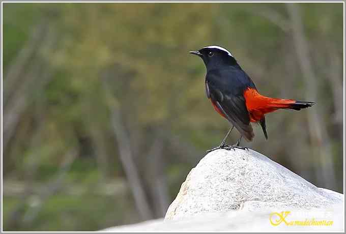 白顶溪鸲【照片】