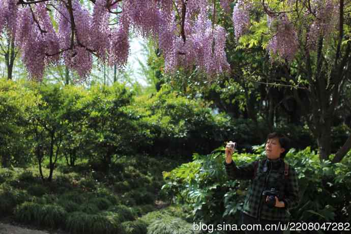 186.紫藤园