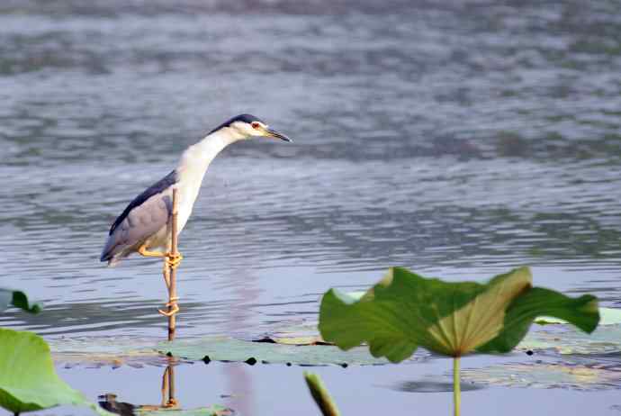 北海公园的夜鹭（呆版）1