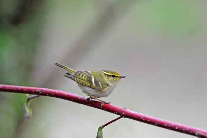 黄腰柳莺（25）
