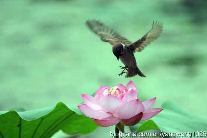 雀与荷 wbr4 雀与荷 wbr4