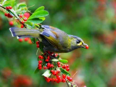 美丽无罪：雀鸟之噪鹛