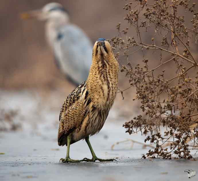 衡水湖的大麻鳽