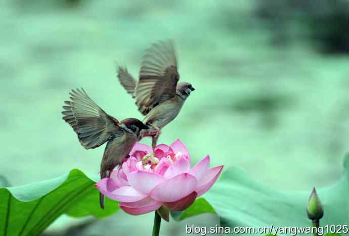 雀与荷 wbr4 雀与荷 wbr4