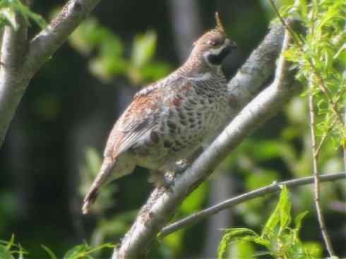 家禽驯化之源之十 家禽驯化之源之十