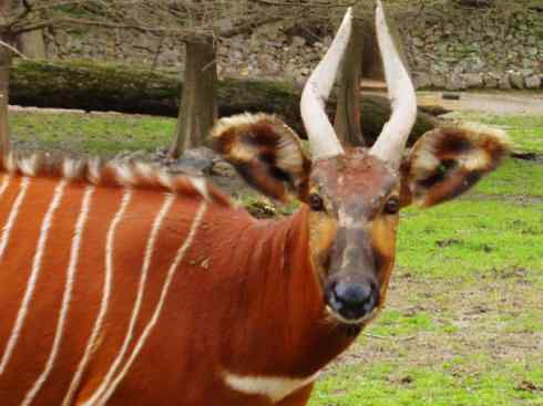 麒麟：传说的兽原型探秘（紫羚）