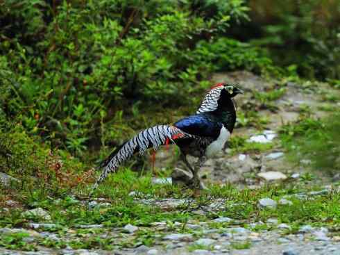 凤凰：传说中的鸟原型探秘（锦鸡）