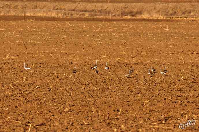 密云水库 wbr路 wbr大鸨、雉鸡和苍鹭 密云水库 wbr路 wbr大鸨、雉鸡和苍鹭