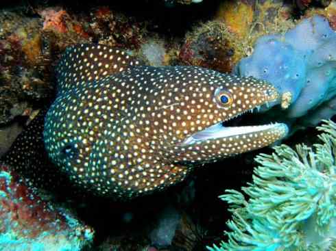 自然奇观:动物大迁徙(鳗鱼) 自然奇观:动物大迁徙(鳗鱼)