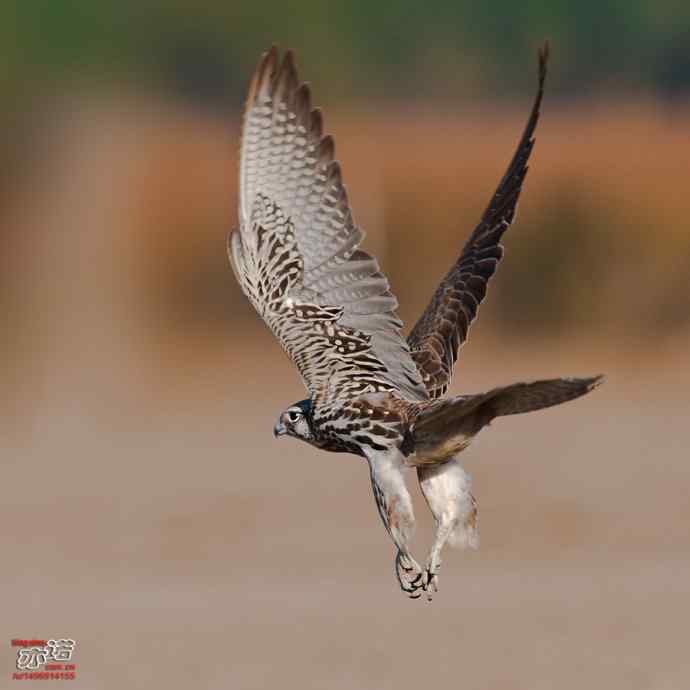 官厅水库拍鸟——威武的猎隼