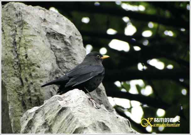 拍鈥湸淠疋澕恰菊掌