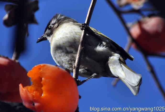 吃柿子的白头鹎 吃柿子的白头鹎