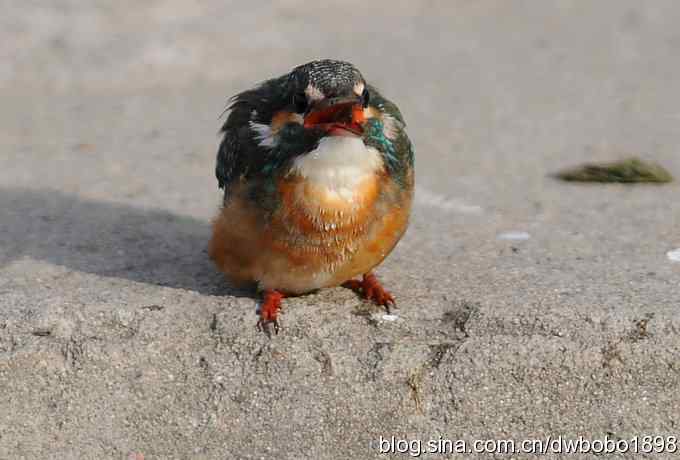 新年第一炮:小翠抓虾 新年第一炮:小翠抓虾