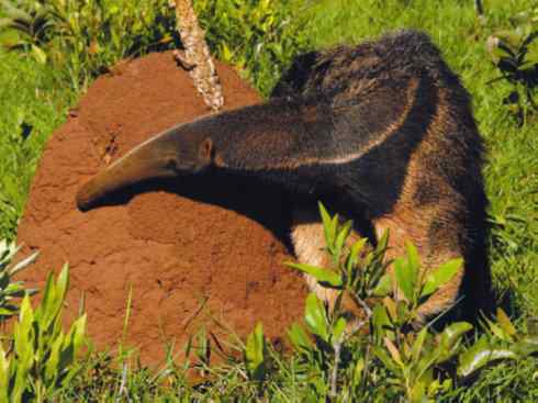 盘点十二大著名食蚁动物:食蚁兽 盘点十二大著名食蚁动物:食蚁兽