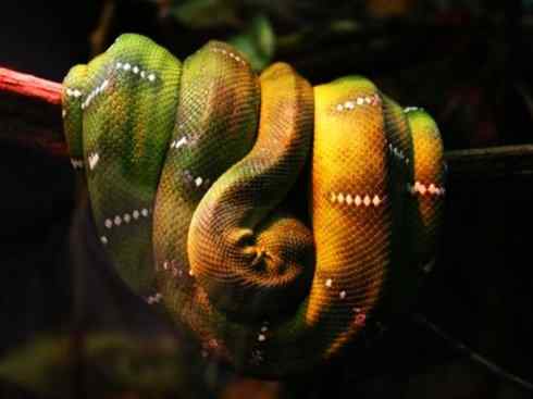 龙:传说的兽原型探秘(树蟒类) 龙:传说的兽原型探秘(树蟒类)