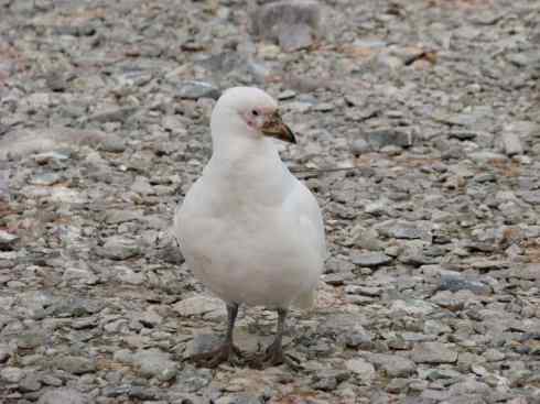 奇特的盔：白鞘嘴鸥
