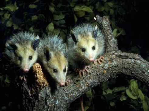 动物世界:山寨还是原创之十一 动物世界:山寨还是原创之十一