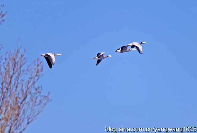 斑头雁（抓拍）15