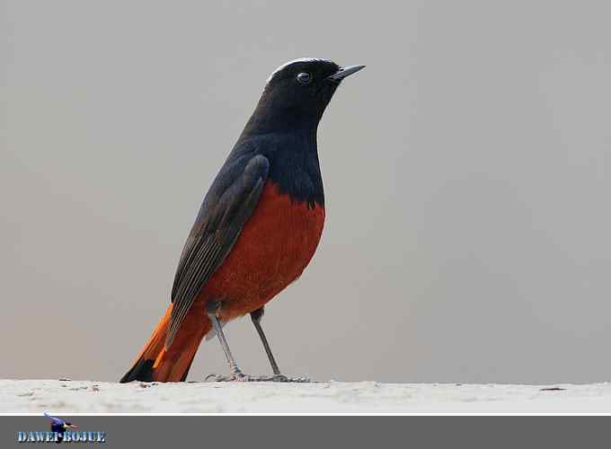 戴贝雷帽の白顶溪鸲