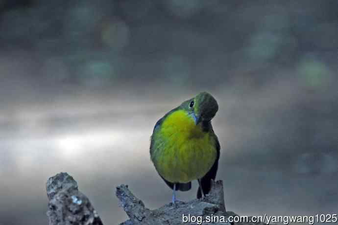 雄性绿背姬鶲（1）