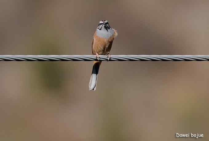 永定河湿地观鸟秋游
