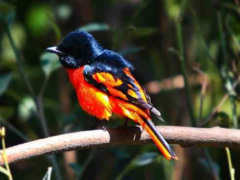 美丽无罪：雀鸟之山椒鸟