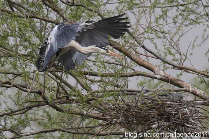 繁殖期的苍鹭