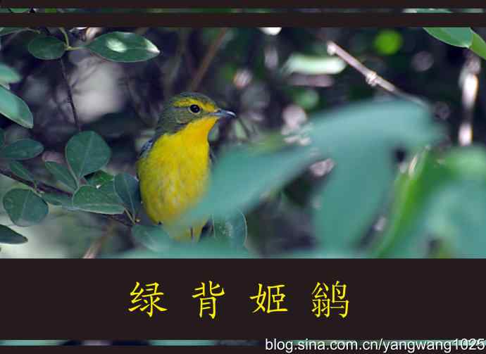 北京天坛公园的鸟类——绿背姬鹟 1