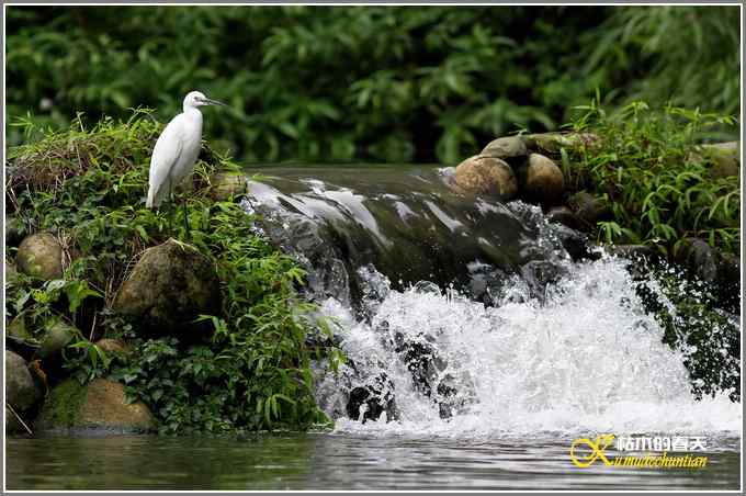 忙中偷闲拍只鸟【照片】