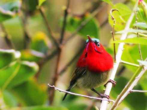 美丽无罪：雀鸟之太阳鸟