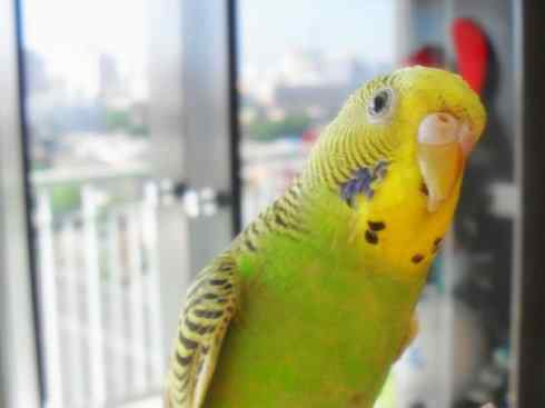 家禽驯化之源之七