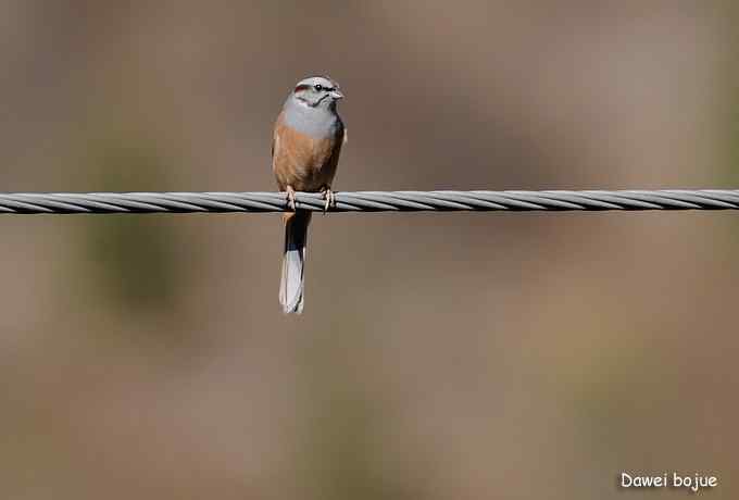 永定河湿地观鸟秋游