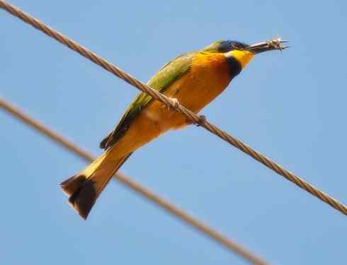 绝色攀禽:佛法僧目之蜂虎4 绝色攀禽:佛法僧目之蜂虎4