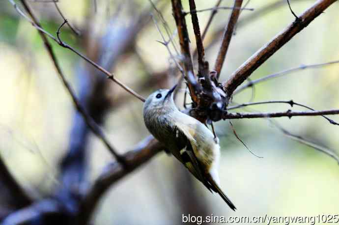 戴菊鸟(4) 戴菊鸟(4)