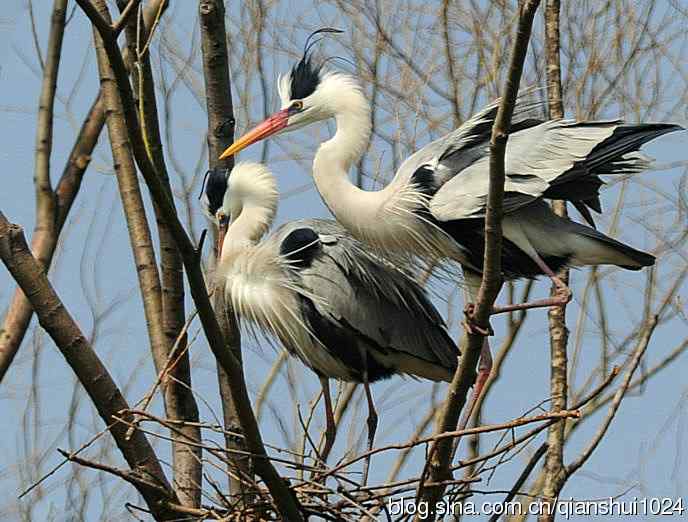 蓝天下勤劳的苍鹭