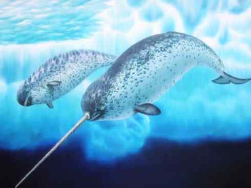 独角兽:传说的兽原型探秘(独角鲸) 独角兽:传说的兽原型探秘(独角鲸)