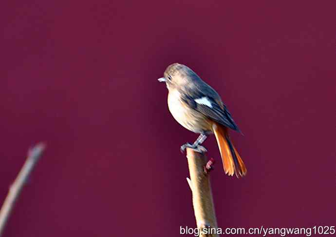 第一场春雨之后 wbr1