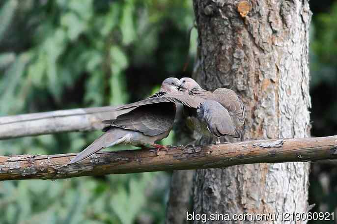 珠颈斑鸠（喂食）