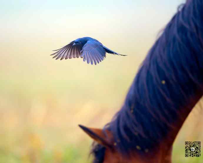 黑卷尾空中抓虫和戏马尾