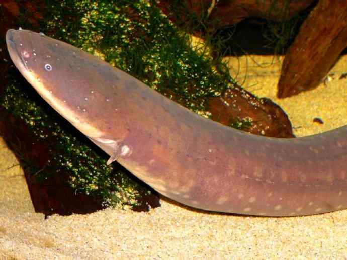 鱼类活化石：裸臀鱼