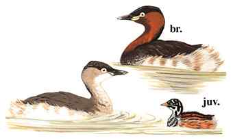 蓝色妖姬（组图，5张图片）