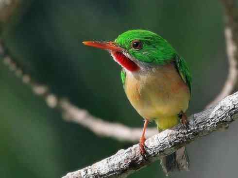 绝色攀禽：佛法僧目之短尾鴗