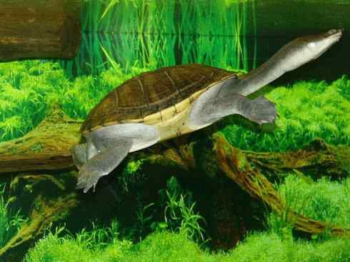 玄武：传说的兽原型探秘（澳洲长颈龟）