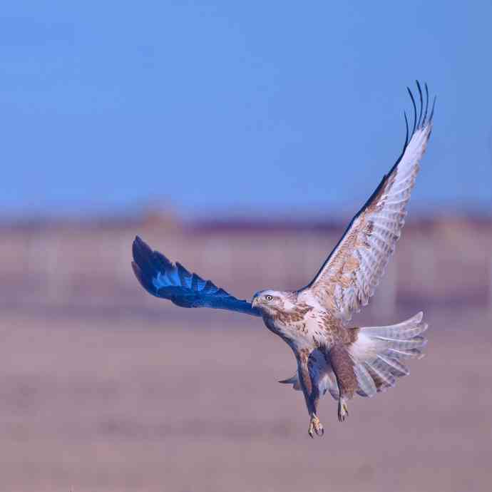 驹行千里追落日 wbr wbr醉美夕阳摄大雕