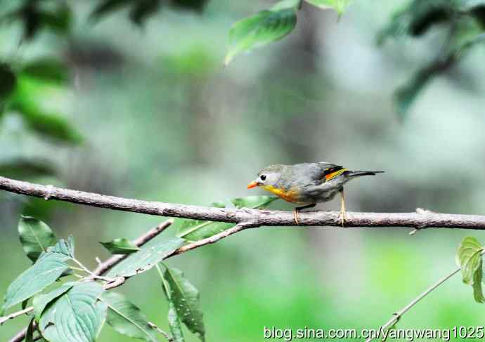 又遇相思鸟(2) 又遇相思鸟(2)