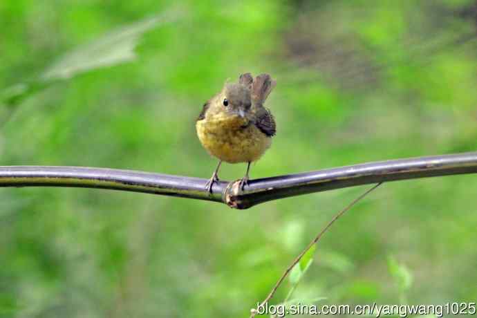 雌性绿背姬鶲（13）