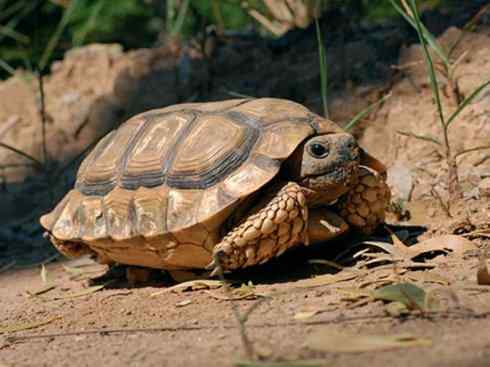 玄武：传说的兽原型探秘（象龟）