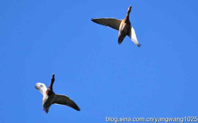 飞 wbr（雁） wbr1